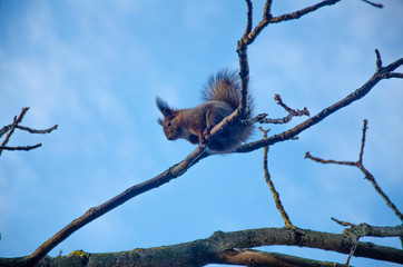 squirrel on tree