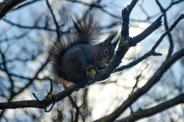 squirrel on tree