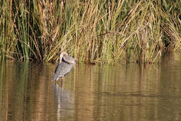 great blue heron in the lake