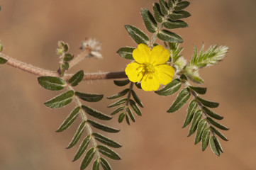 Tribulus terrestris goats head, bullhead donkey caltrop small caltrops cats head eyelashes devils thorn devils weed puncture vine tackweed plant with yellow florets and pricked fruits