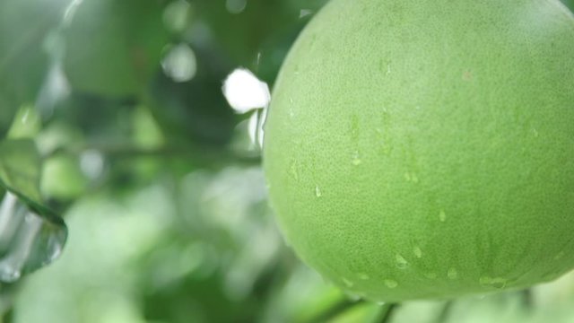 big sangvimaan pomelo at pakpanang nakhonsri thammarat thailand