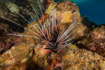 Lion fish in the Red Sea colorful fish, Eilat Israel
