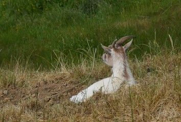single goat  resting in the pasture facing away from the camera