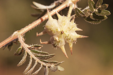 Tribulus terrestris goats head, bullhead donkey caltrop small caltrops cats head eyelashes devils thorn devils weed puncture vine tackweed plant with yellow florets and pricked fruits