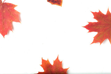 Composition of bright autumn leaves on a light background