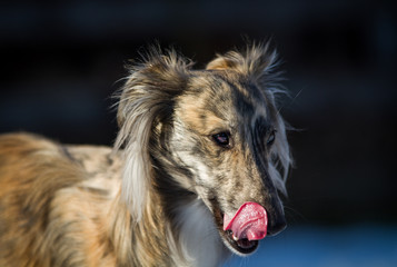 Fototapeta premium Silken Windsprite Portrait