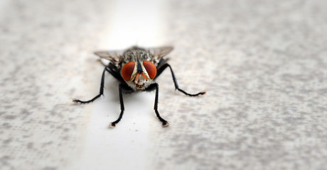 close up macro of common fly or housefly