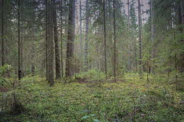Fototapeta premium Middle of the forest