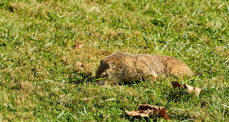 Ground hog scurrying for food