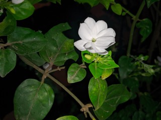 ITS THE JASMINE WHITE FLOWER 