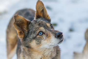 deine blauen Augen
