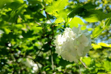 A Guelder rose Viburnum opulus , blooming in a garden.