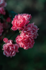 Little flowers of pink roses in the garden. Drops of dew on the petals. Close up, selective focus.