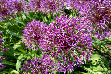 Flower head of Allium Purple Sensation Allium aflatunense in summer garden.