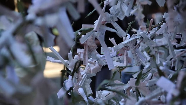 Oracles at japanese traditional shrine 