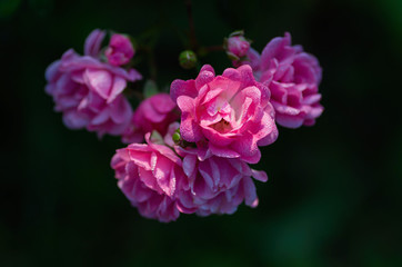 Little flowers of pink roses in the garden. Drops of dew on the petals. Close up, selective focus.