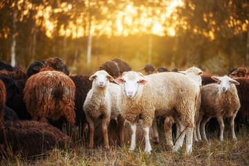 a herd of sheep and rams grazing in the meadow, at sunset in the evening