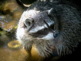 Portrait of a raccoon standing in the water.