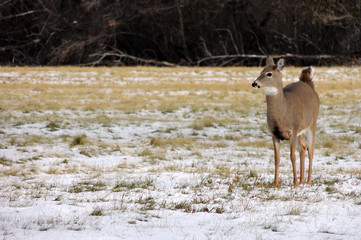 Venado mirando a lo lejos en el bosque