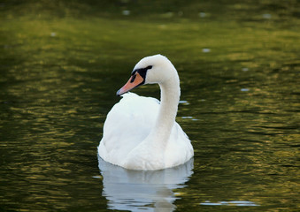 Graceful white swan swims in lake