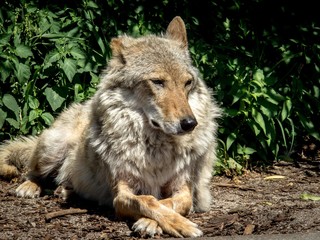 Naklejka na ściany i meble A she-wolf is resting among the bushes.