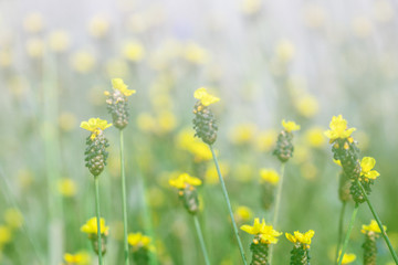 Obraz premium Selective focus Tall Yellow-eyed Grass in field.Blurred beautiful yellow grass flower.The Xyridaceae in field.