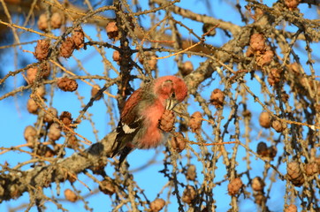 red bird on a branch