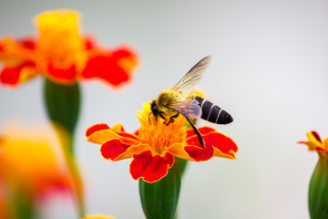 Obraz na płótnie Canvas Honey Bee on Flowers