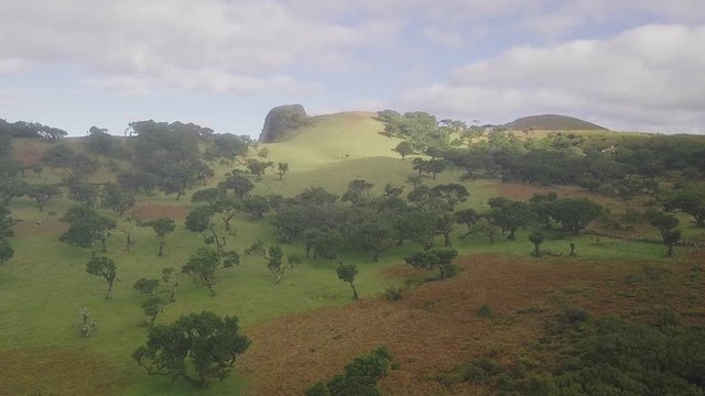 Drone aerial overview of "Fanal" forest in Madeira island, Portugal