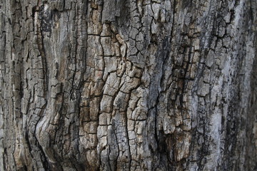 Close up of the surface of a tree