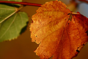 yellow autumn leaves on a sunny day