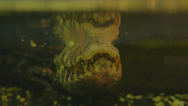 A smooth-faced caiman or a small crocodile swims and waits for living creatures in a pond