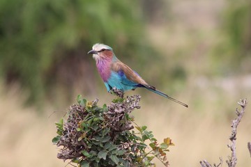 Lilac Breasted Roller - Perched