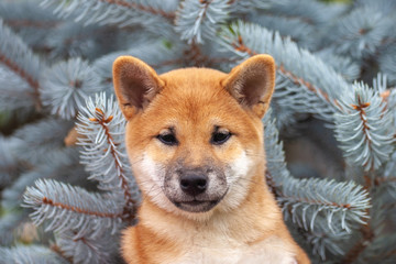 Shiba inu dog.  Red puppy on a background of fir branches