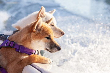 Two shiba inu dogs in a boat look at the water