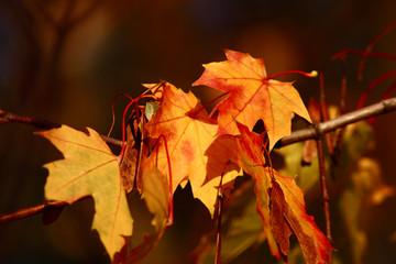 maple acorn sunny autumn leaves