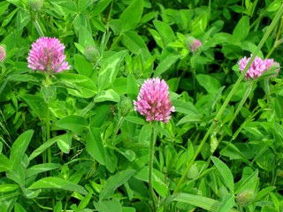 Obraz premium pink flower in the garden
