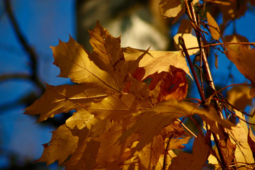 maple acorn sunny autumn leaves