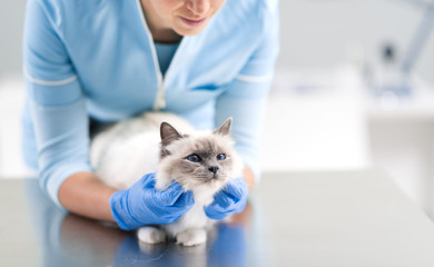 Vet examining and cuddling a pet on the examination table