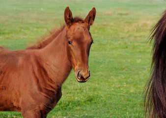 Fototapeta premium Portrait of red foal against the background of green grass