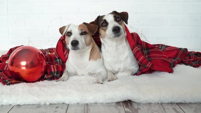 Two dogs under red christmas plaid