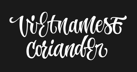 White colored hand drawn spice label - Vietnamese coriander. Isolated calligraphy script style word. Vector lettering design element.