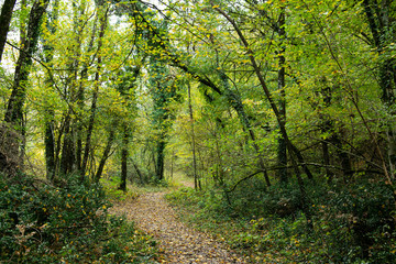 Obraz premium View of a trail winding through a forest. Turns right, turn left. Trees, green and autumnal coloured leaves. Saou forest in France.