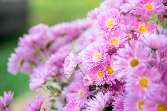 A bouquet of garden pink flowers in the sunlight. Flowers close-up. Holiday card © Irina Kuzmina