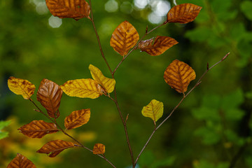 A branch with autumnal colored beechwood leaves. Green blurred leaves in the background. Autumn in Saou forest in France.