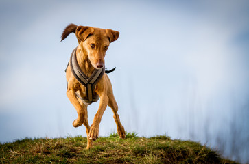 Tierschutzhund aus Griechenland