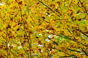 Branches with autumnal colored beechwood leaves. Autumn in Saou forest in France.