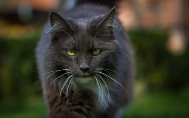 blauweiße Maine Coon Katze