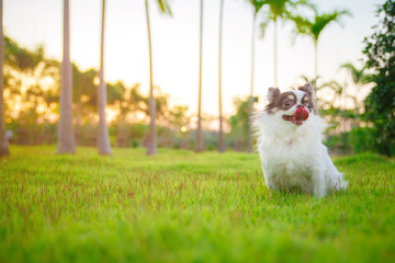 A chihuahua lying and relaxing on the grass in the garden with sunny spring day. Warm spring colors.