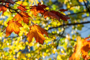 Nice yellow orange red leaves  nature background abstract macro close up autumn